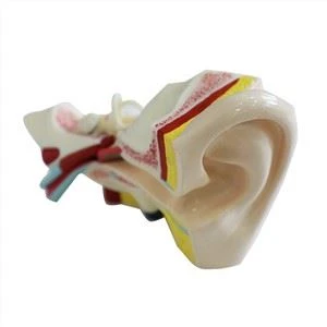 Dwa zòrèy Modèl Silisyòm Anatomy