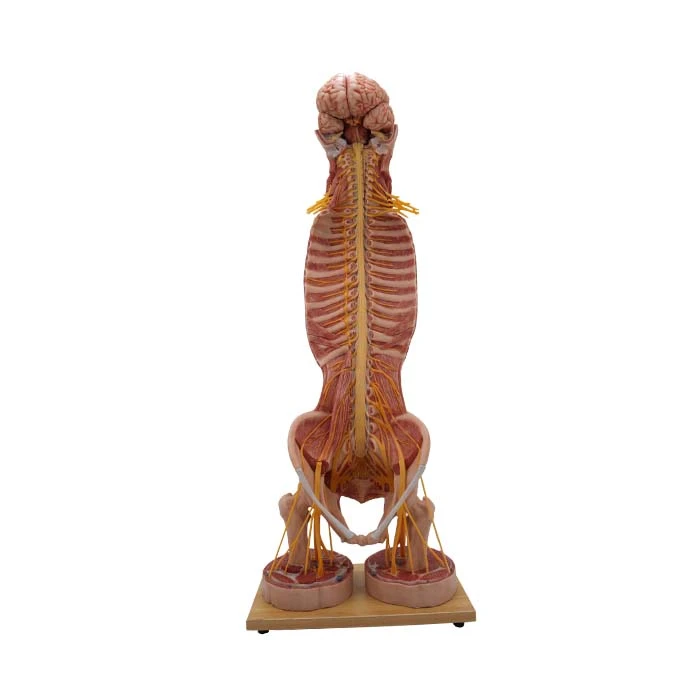 Modèl anatomik nan kò imen