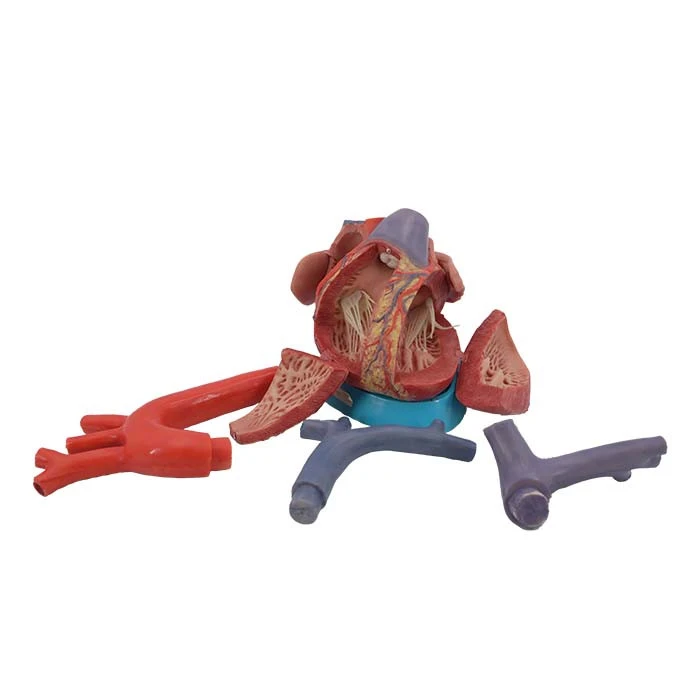 Coronary Artery Heart Model Coronary Artery Heart Model