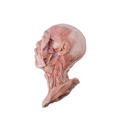 Kijan Pou Chwazi Modèl Anatomi Imèn