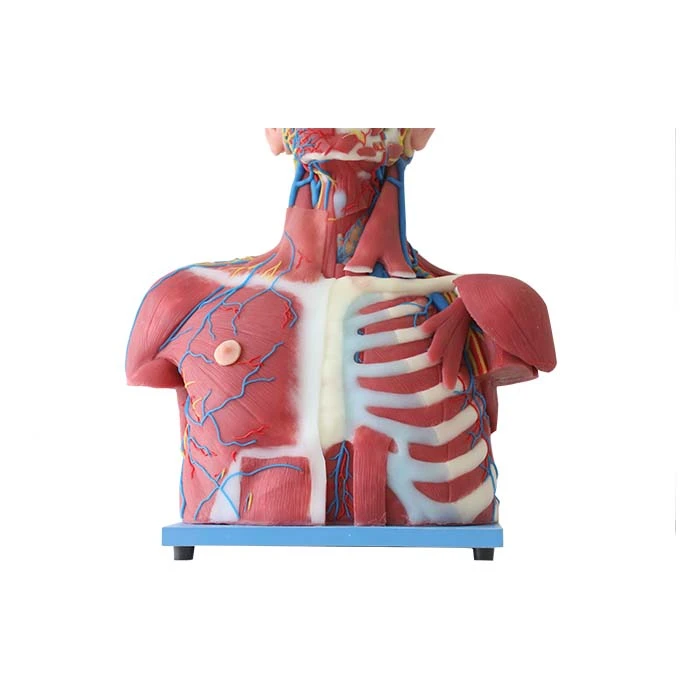 human muscle model price human muscle model price