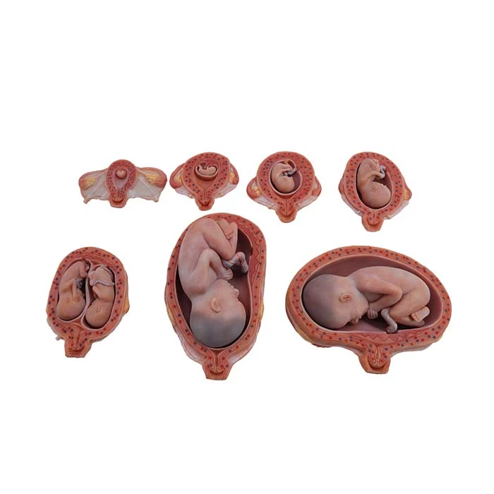 anatomical teaching models anatomical teaching models