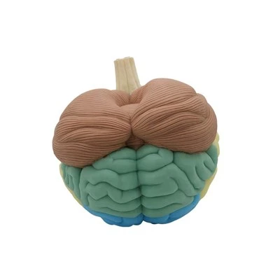 Modèl anatomik nan sèvo imen